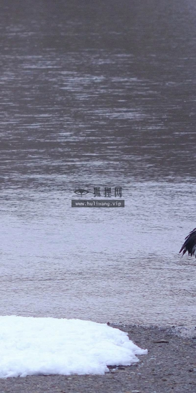 【10883】动物壁纸  2K 高清壁纸2560_1600@青蛙壁纸-笨猫小站