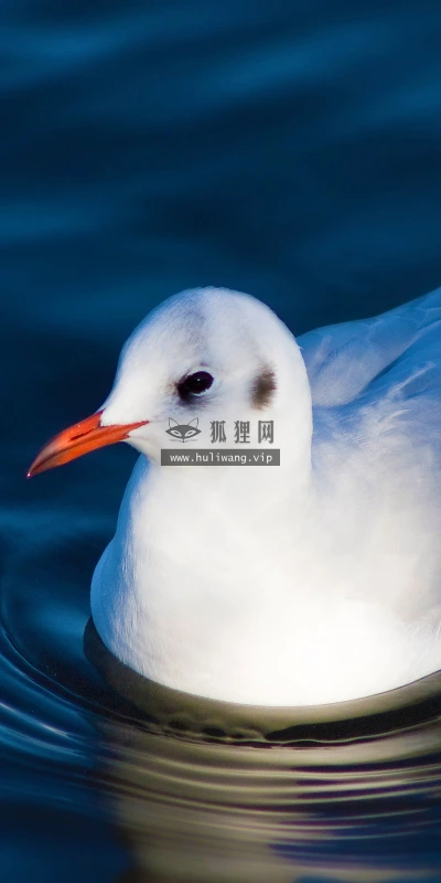 【10884】动物壁纸  2K 高清壁纸2560_1600@青蛙壁纸-笨猫小站