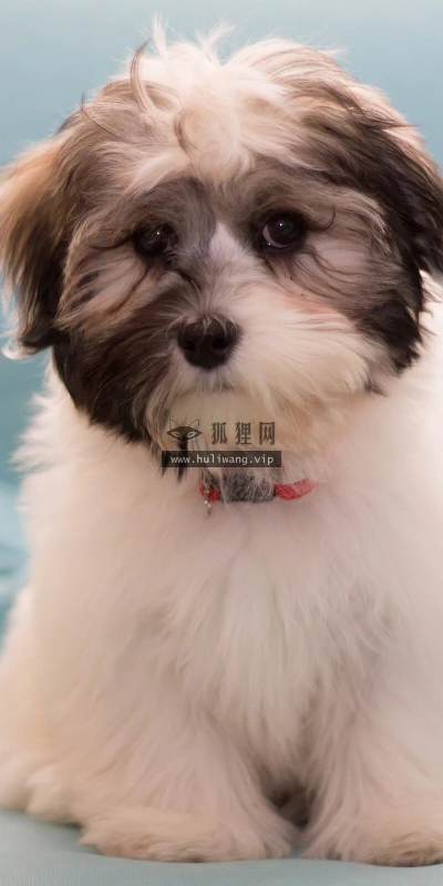 【10887】动物壁纸  2K 高清壁纸2560_1600@青蛙壁纸-笨猫小站