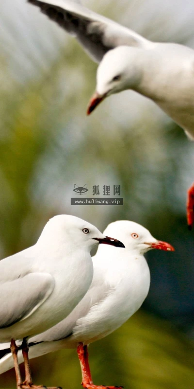 【10893】动物壁纸  2K 高清壁纸2560_1600@青蛙壁纸-笨猫小站