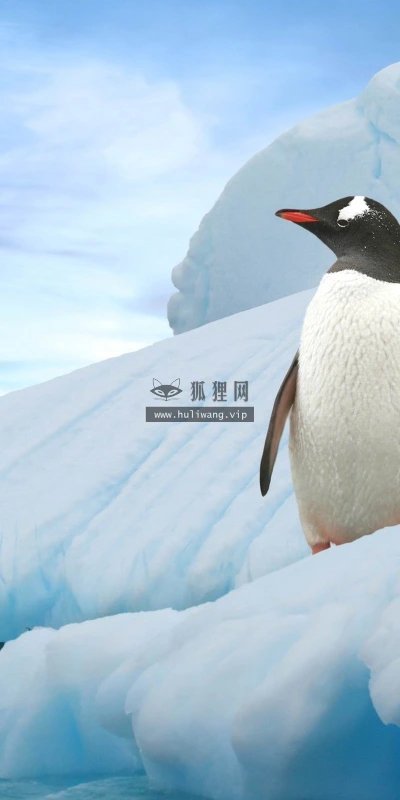 【10895】动物壁纸  2K 高清壁纸2560_1600@青蛙壁纸-笨猫小站