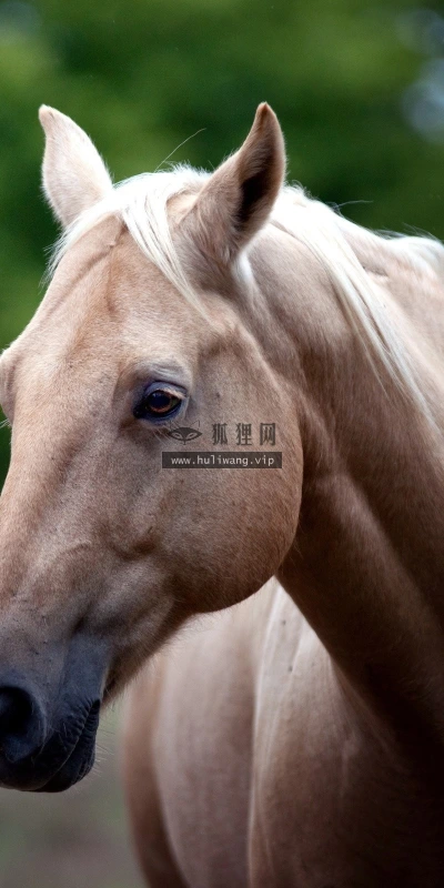 【10896】动物壁纸  2K 高清壁纸2560_1600@青蛙壁纸-笨猫小站
