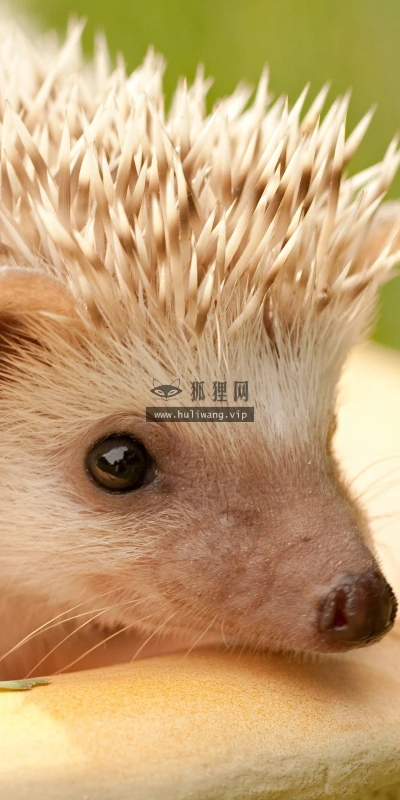 【10897】动物壁纸  2K 高清壁纸2560_1600@青蛙壁纸-笨猫小站