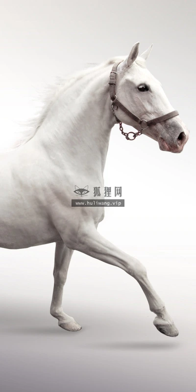 【10899】动物壁纸  2K 高清壁纸2560_1600@青蛙壁纸-笨猫小站
