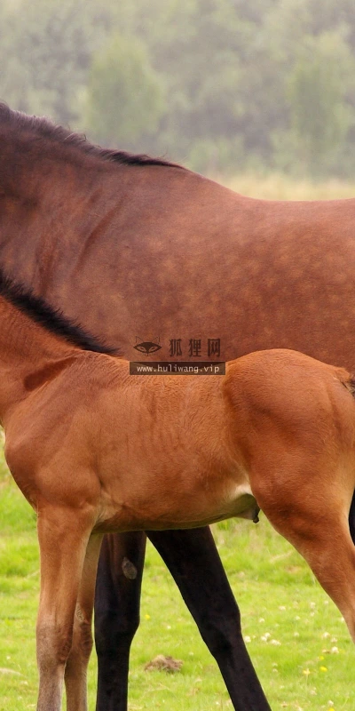 【10906】动物壁纸  2K 高清壁纸2560_1600@青蛙壁纸-笨猫小站