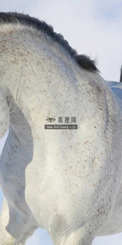 【10928】动物壁纸  2K 高清壁纸2560_1600@青蛙壁纸-笨猫小站