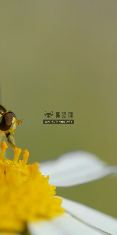 【10930】动物壁纸  2K 高清壁纸2560_1600@青蛙壁纸-笨猫小站
