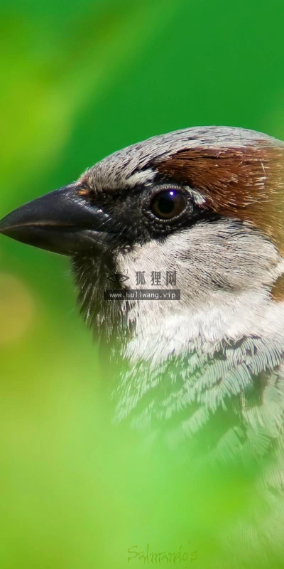 【10932】动物壁纸  2K 高清壁纸2560_1600@青蛙壁纸-笨猫小站