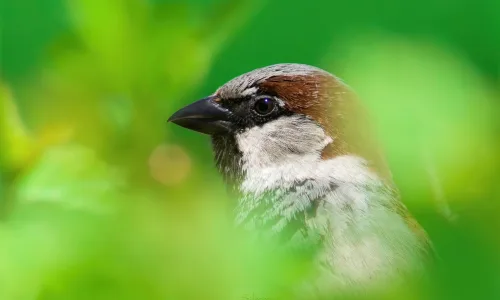 【10932】动物壁纸  2K 高清壁纸2560_1600@青蛙壁纸-笨猫小站