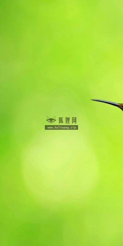 【10933】动物壁纸  2K 高清壁纸2560_1600@青蛙壁纸-笨猫小站