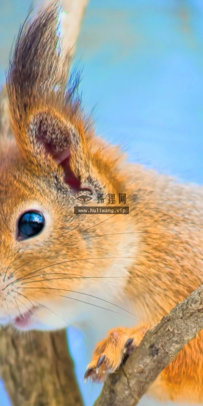 【10935】动物壁纸  2K 高清壁纸2560_1600@青蛙壁纸-笨猫小站