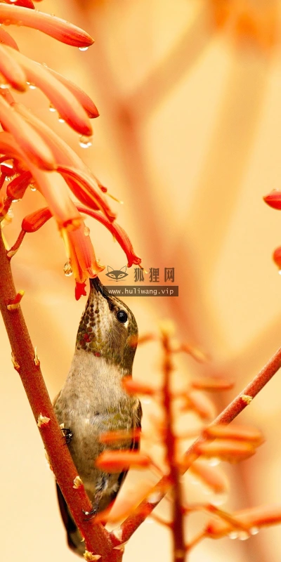 【10938】动物壁纸  2K 高清壁纸2560_1600@青蛙壁纸-笨猫小站