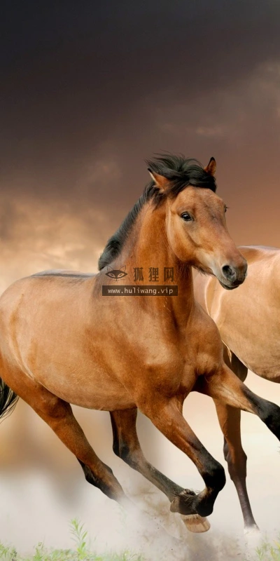 【10940】动物壁纸  2K 高清壁纸2560_1600@青蛙壁纸-笨猫小站