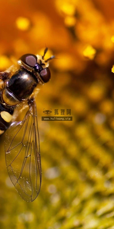 【10947】动物壁纸  2K 高清壁纸2560_1600@青蛙壁纸-笨猫小站