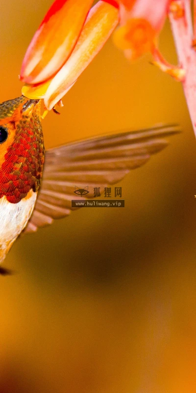【10952】动物壁纸  2K 高清壁纸2560_1600@青蛙壁纸-笨猫小站