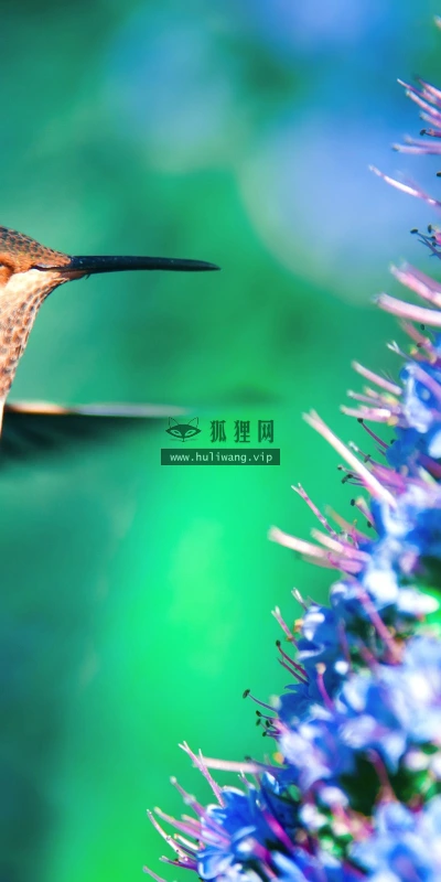 【10953】动物壁纸  2K 高清壁纸2560_1600@青蛙壁纸-笨猫小站