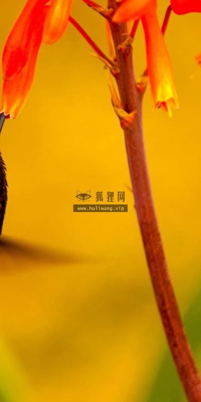 【10955】动物壁纸  2K 高清壁纸2560_1600@青蛙壁纸-笨猫小站