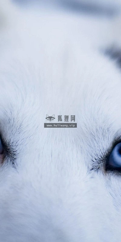 【10960】动物壁纸  2K 高清壁纸2560_1600@青蛙壁纸-笨猫小站