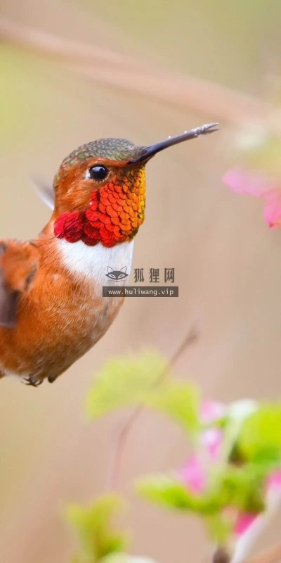 【10962】动物壁纸  2K 高清壁纸2560_1600@青蛙壁纸-笨猫小站