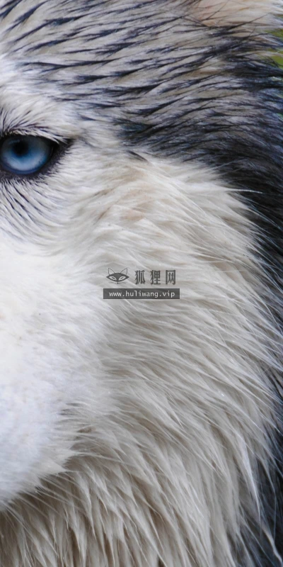 【10964】动物壁纸  2K 高清壁纸2560_1600@青蛙壁纸-笨猫小站