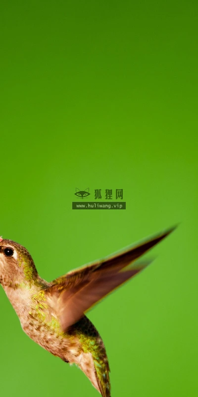 【10966】动物壁纸  2K 高清壁纸2560_1600@青蛙壁纸-笨猫小站