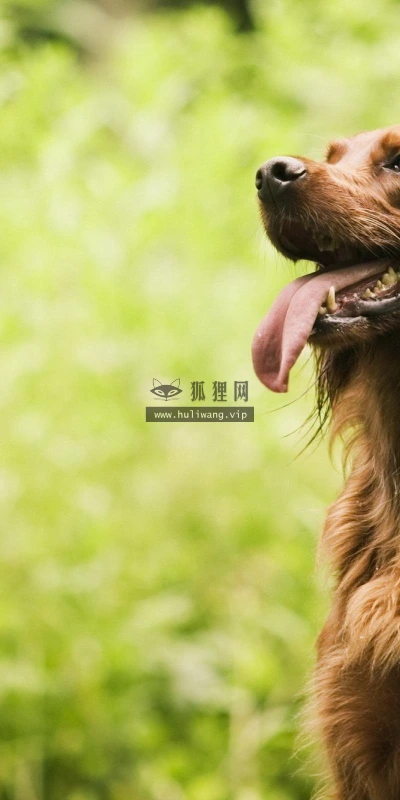 【10969】动物壁纸  2K 高清壁纸2560_1600@青蛙壁纸-笨猫小站