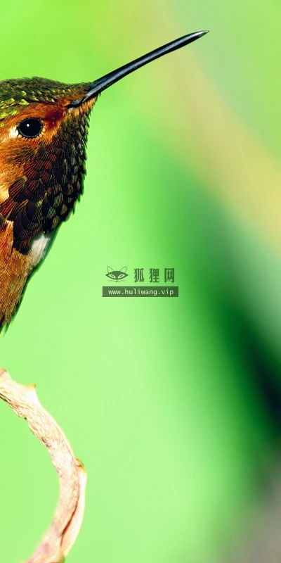 【10970】动物壁纸  2K 高清壁纸2560_1600@青蛙壁纸-笨猫小站