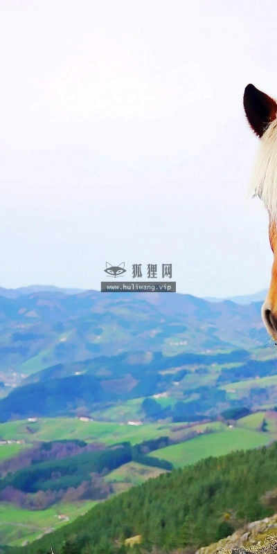 【10980】动物壁纸  2K 高清壁纸2560_1600@青蛙壁纸-笨猫小站