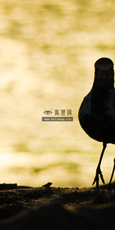 【10981】动物壁纸  2K 高清壁纸2560_1600@青蛙壁纸-笨猫小站