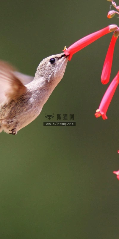 【10982】动物壁纸  2K 高清壁纸2560_1600@青蛙壁纸-笨猫小站
