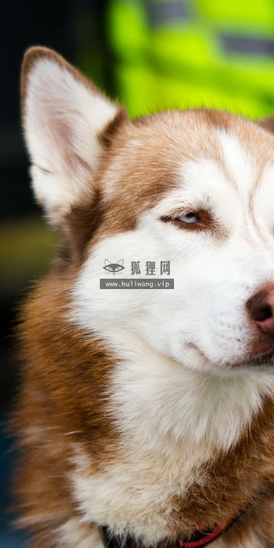 【10984】动物壁纸  2K 高清壁纸2560_1600@青蛙壁纸-笨猫小站