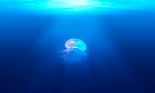 【10989】动物壁纸  2K 高清壁纸2560_1600@青蛙壁纸-笨猫小站