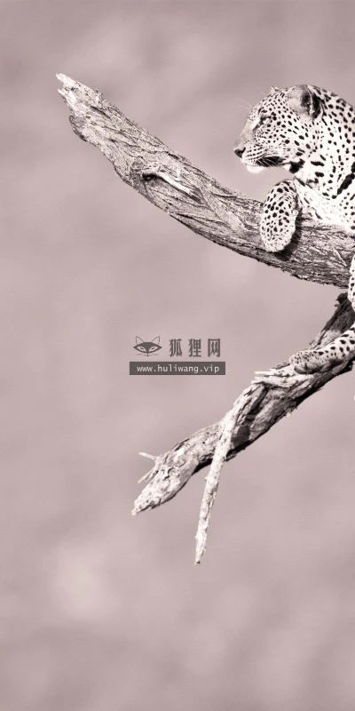 【10993】动物壁纸  2K 高清壁纸2560_1600@青蛙壁纸-笨猫小站