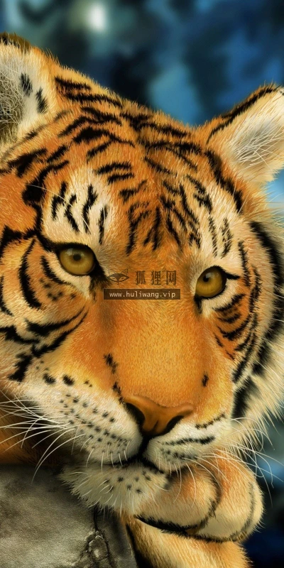 【10998】动物壁纸  2K 高清壁纸2560_1600@青蛙壁纸-笨猫小站