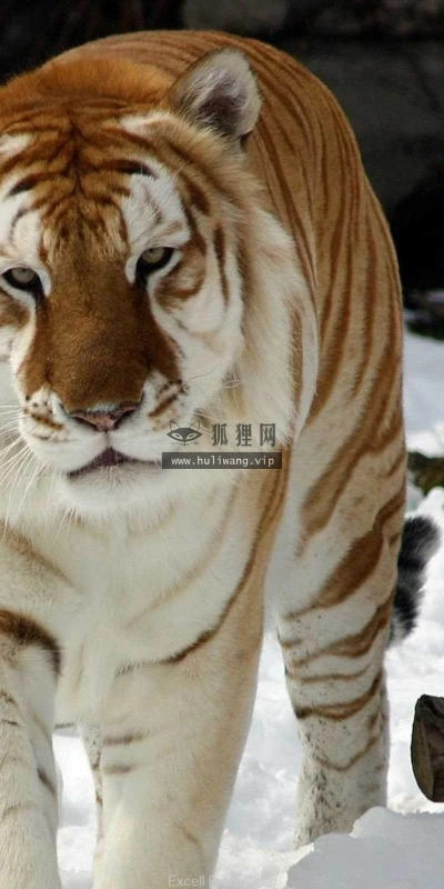 【11003】动物壁纸  2K 高清壁纸2560_1600@青蛙壁纸-笨猫小站