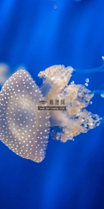 【11014】动物壁纸  2K 高清壁纸2560_1600@青蛙壁纸-笨猫小站