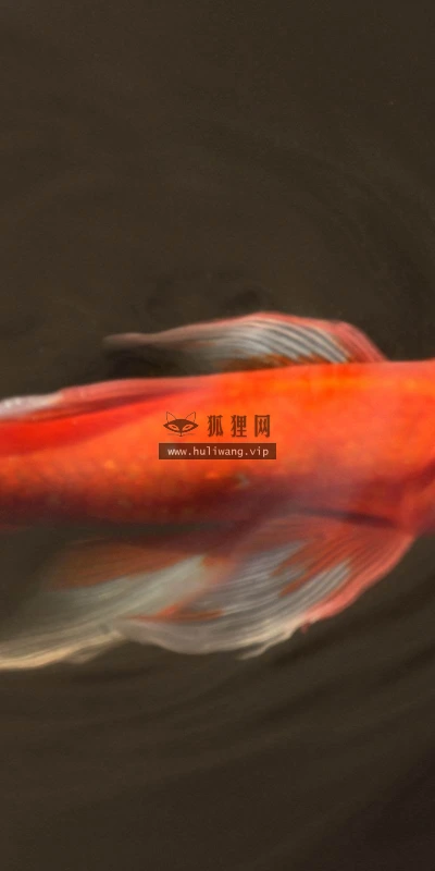 【11019】动物壁纸  2K 高清壁纸2560_1600@青蛙壁纸-笨猫小站