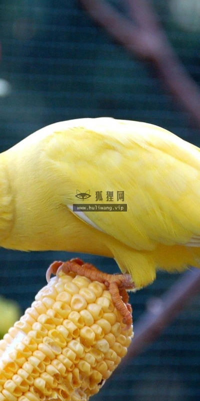 【11021】动物壁纸  2K 高清壁纸2560_1600@青蛙壁纸-笨猫小站