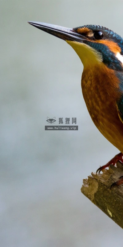 【11028】动物壁纸  2K 高清壁纸2560_1600@青蛙壁纸-笨猫小站