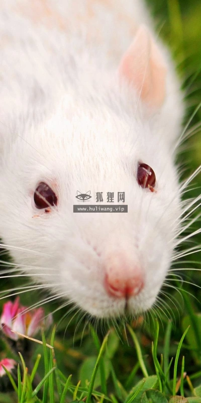 【11029】动物壁纸  2K 高清壁纸2560_1600@青蛙壁纸-笨猫小站