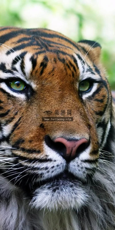 【11030】动物壁纸  2K 高清壁纸2560_1600@青蛙壁纸-笨猫小站