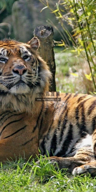【11036】动物壁纸  2K 高清壁纸2560_1600@青蛙壁纸-笨猫小站