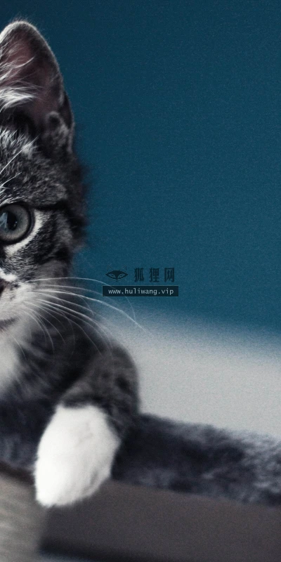 【11039】动物壁纸  2K 高清壁纸2560_1600@青蛙壁纸-笨猫小站