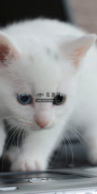 【11040】动物壁纸  2K 高清壁纸2560_1600@青蛙壁纸-笨猫小站