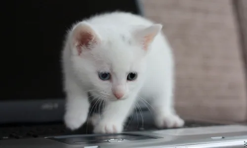 【11040】动物壁纸  2K 高清壁纸2560_1600@青蛙壁纸-笨猫小站