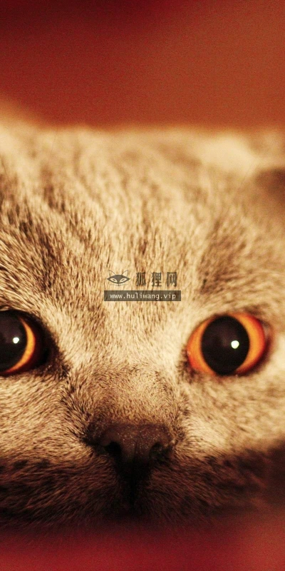【11041】动物壁纸  2K 高清壁纸2560_1600@青蛙壁纸-笨猫小站
