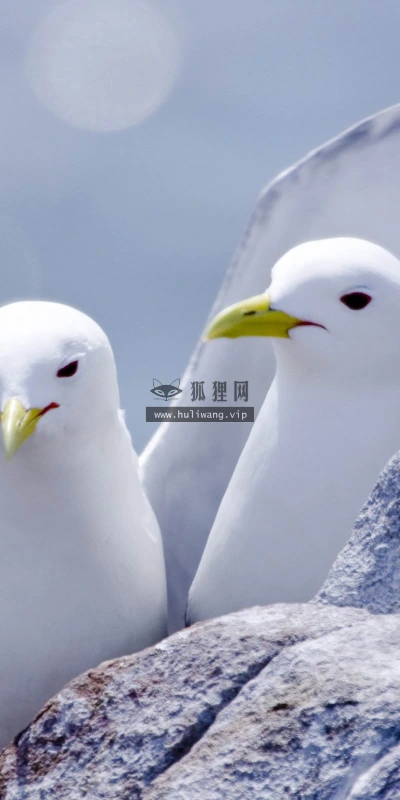 【11042】动物壁纸  2K 高清壁纸2560_1600@青蛙壁纸-笨猫小站