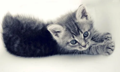 【11047】动物壁纸  2K 高清壁纸2560_1600@青蛙壁纸-笨猫小站
