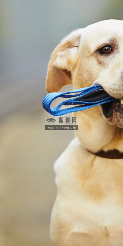 【11059】动物壁纸  2K 高清壁纸2560_1600@青蛙壁纸-笨猫小站