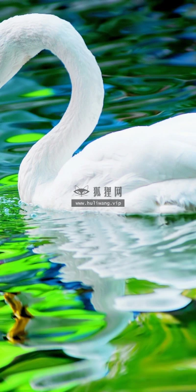 【11060】动物壁纸  2K 高清壁纸2560_1600@青蛙壁纸-笨猫小站